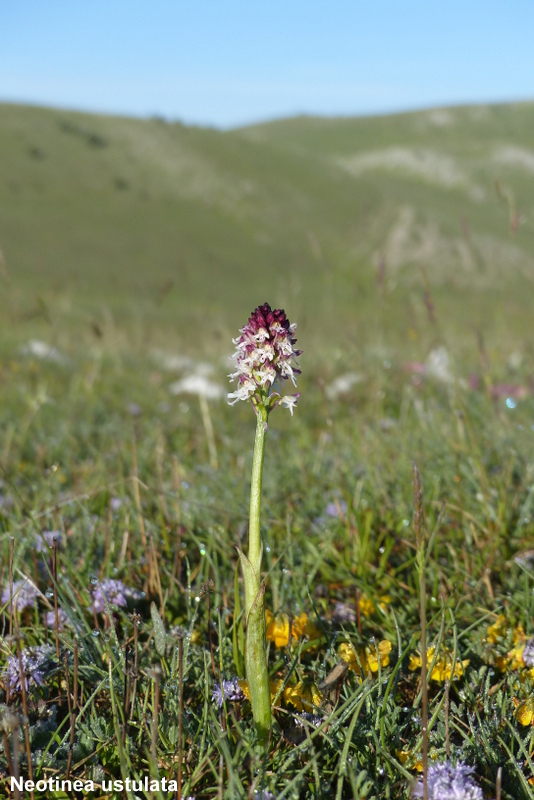 Orchidee a Campo Imperatore tra Medioevo e wilderness  primavera 2023